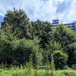 ALARMSIGNAL! Solidarität mit den Baumbesetzern im Bergschlösslpark